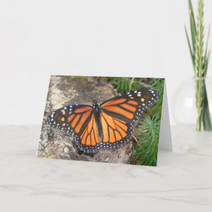 Cartão Monarch  Butterfly Birthday Card