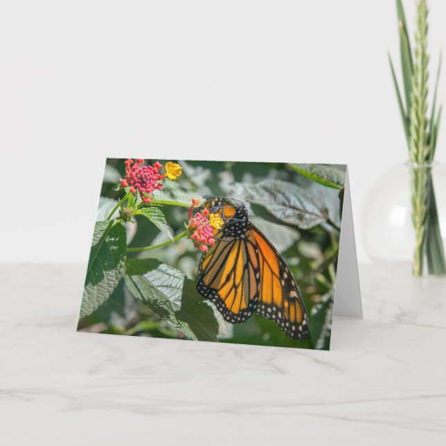 Cartão Monarch Butterfly - Blank Note Card (Frente)