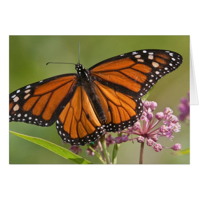 Cartão Monarch Butterfly macho em Swamp Milkweed (Frente Horizontal)