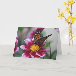 Cartão Monarch Butterfly on Deep Pink Dahlia Photo Blank