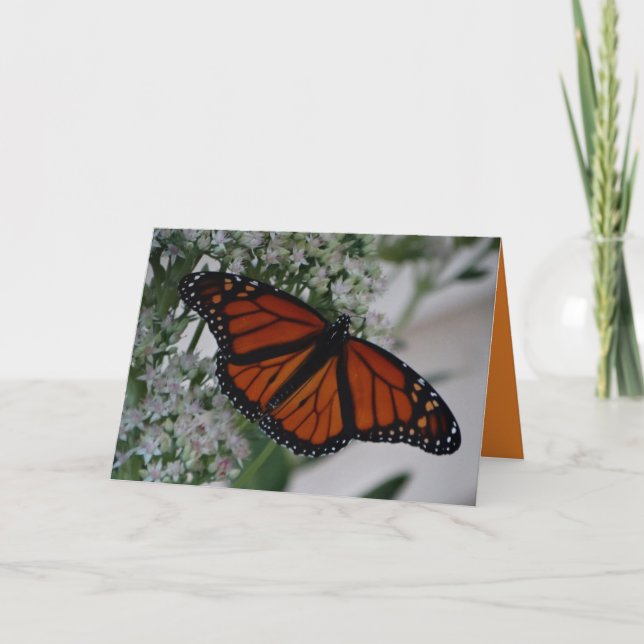 Cartão Monarch Butterfly On Sedum (Frente)