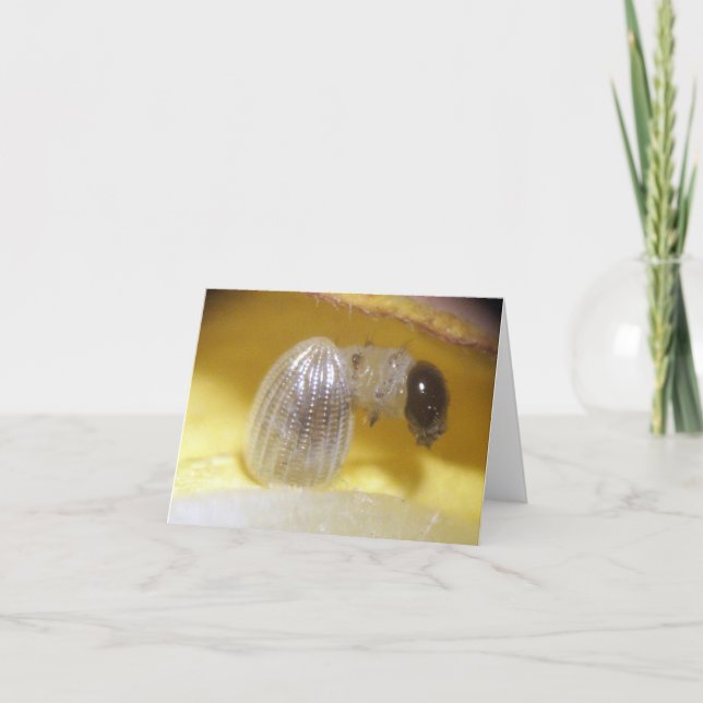 Cartão Monarch Caterpillar Note Card (Frente)