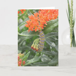 Cartão Monarch Catterpillar on Butterfly Weed