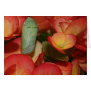 Cartão Monarch Chrysalis