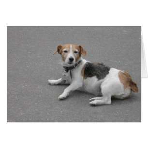 Cartão Mongrel de Beagle em Cute