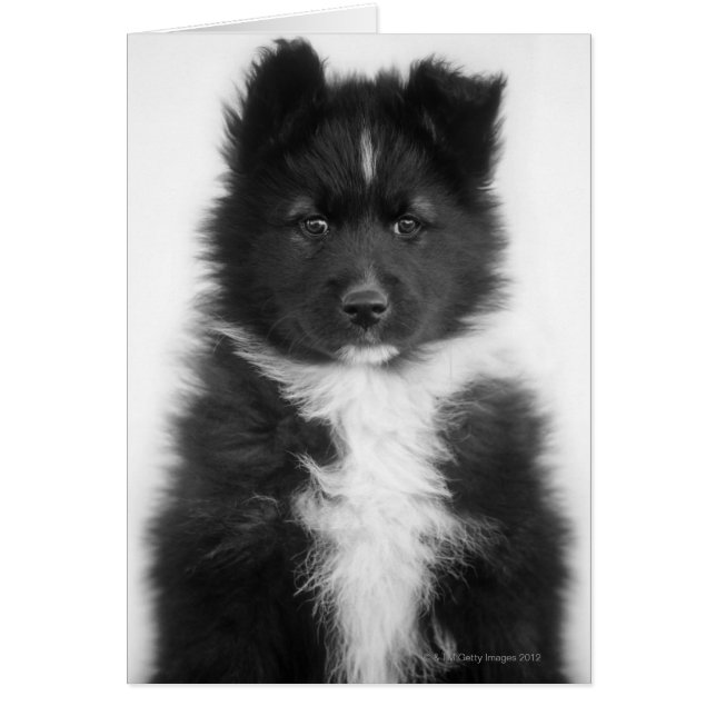 Cartão Mongrel Dog, Studio Shot (Frente)