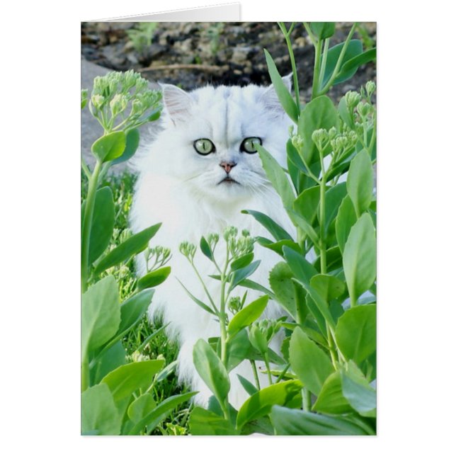 Cartão Monstro Eyed verde (Frente)