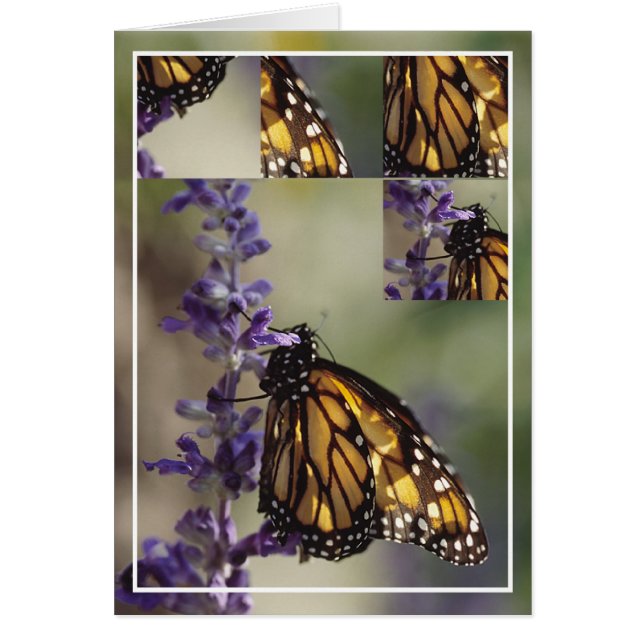 Cartão Montagem de Borboletas 2812 (Frente)