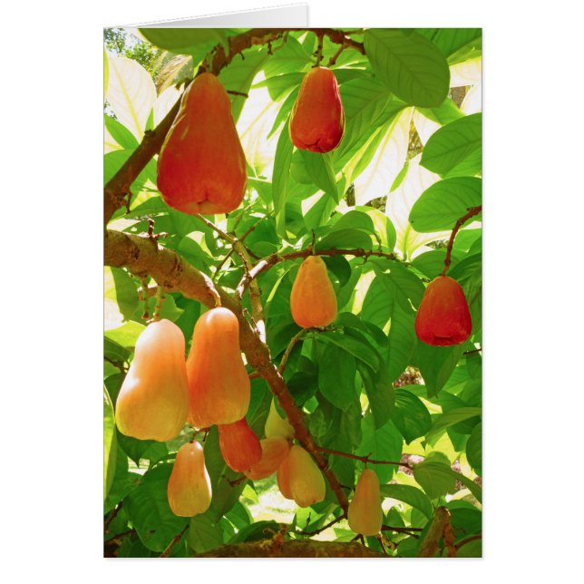 Cartão Montanha Apple (Frente)