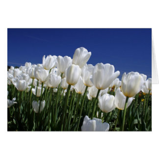 Cartão Montanha de Tulipas num céu azul perfeito