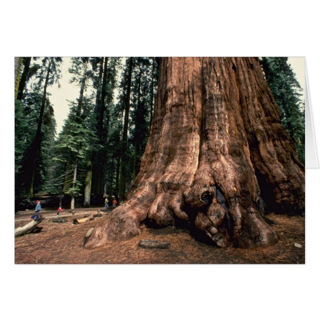 Cartão Montanha viva (Frente Horizontal)