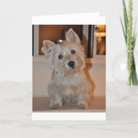 Montanhas ocidentais Terrier