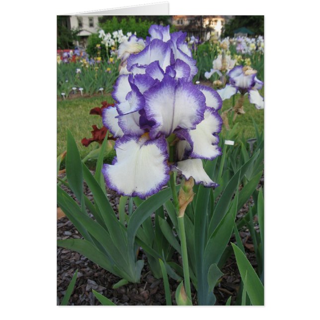 Cartão Montclair Iris (Frente)