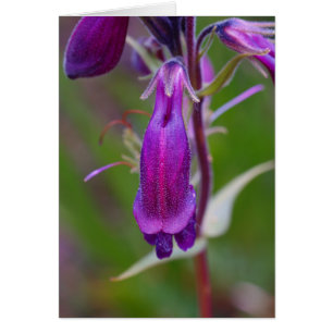 Cartão Montículo do Tongue.Crested da barba