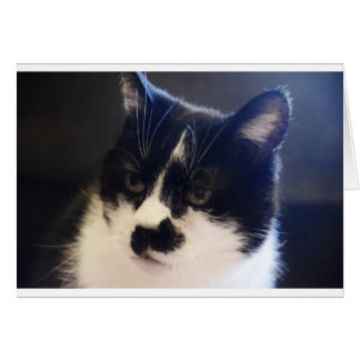 Cartão Monty Cat