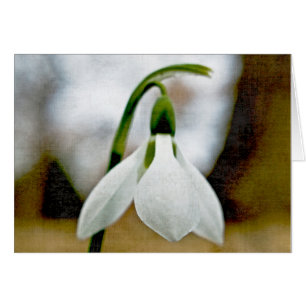 Cartão Moody Snowdrop