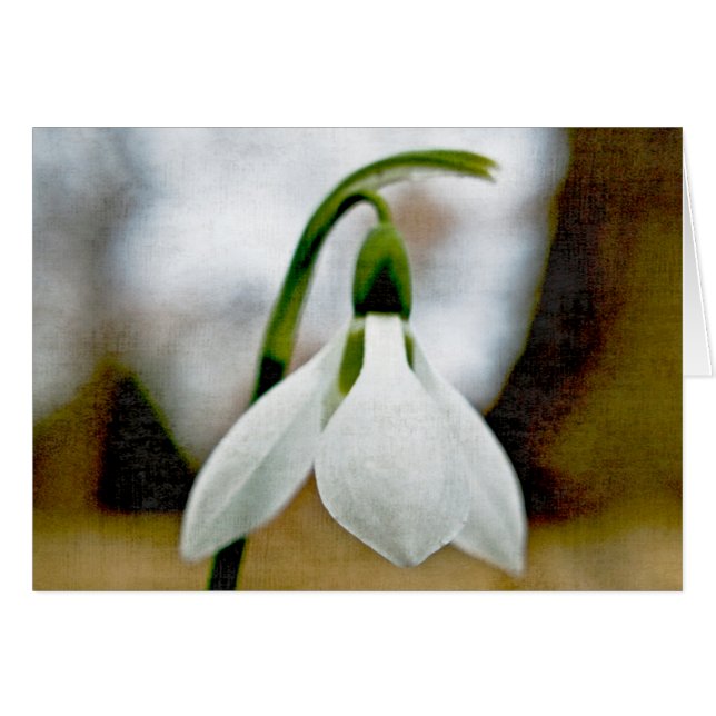 Cartão Moody Snowdrop (Frente horizontal)