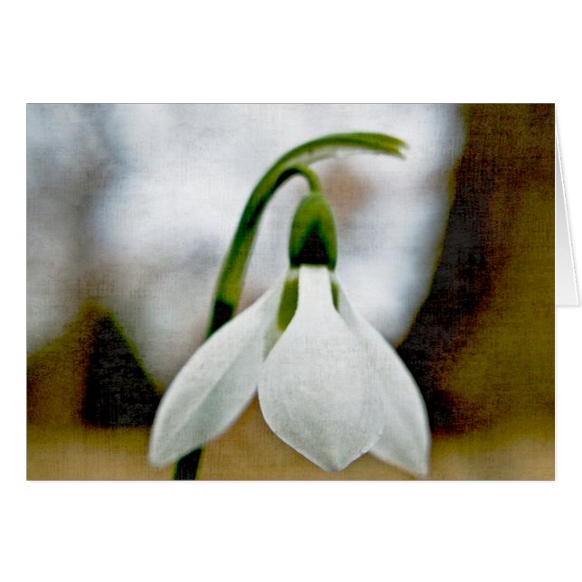 Cartão Moody Snowdrop (Frente Horizontal)
