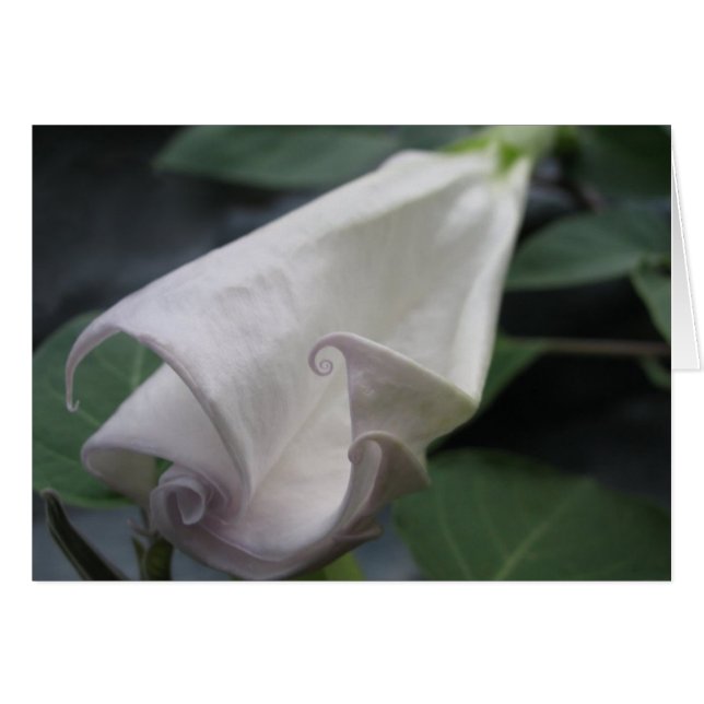 Cartão Moonflower (Frente Horizontal)