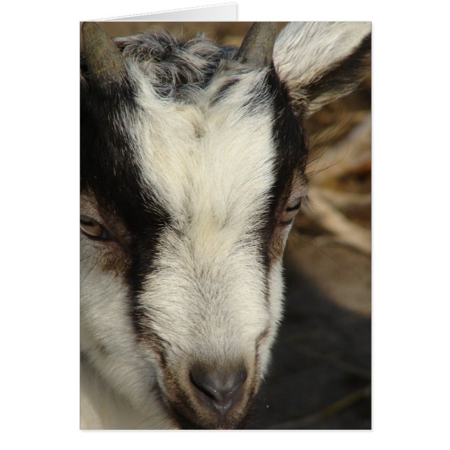 Cartão Moose (Frente)