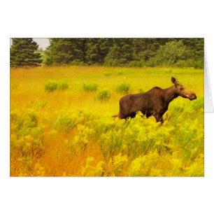 Cartão Moose