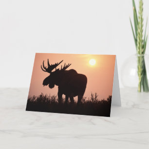 Cartão moose, Alces alces, bull with large antlers,