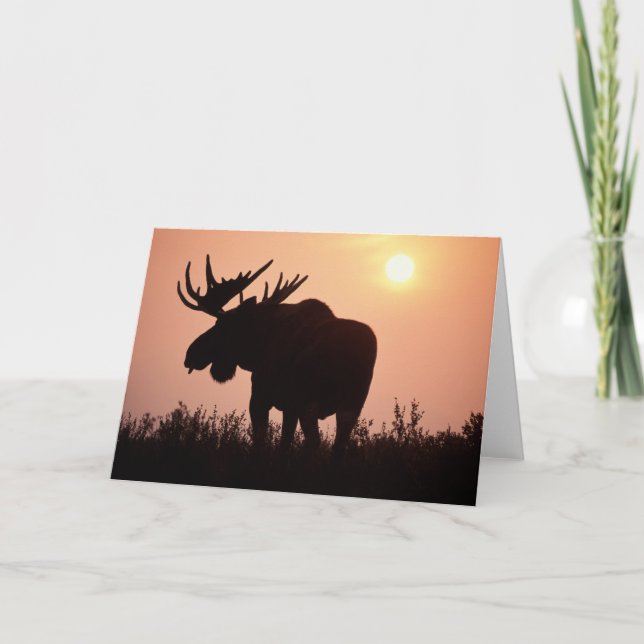 Cartão moose, Alces alces, bull with large antlers, (Frente)