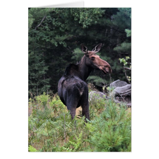 Cartão Moose de Vaca (Frente)