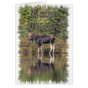 Cartão Moose - Maine Wildlife