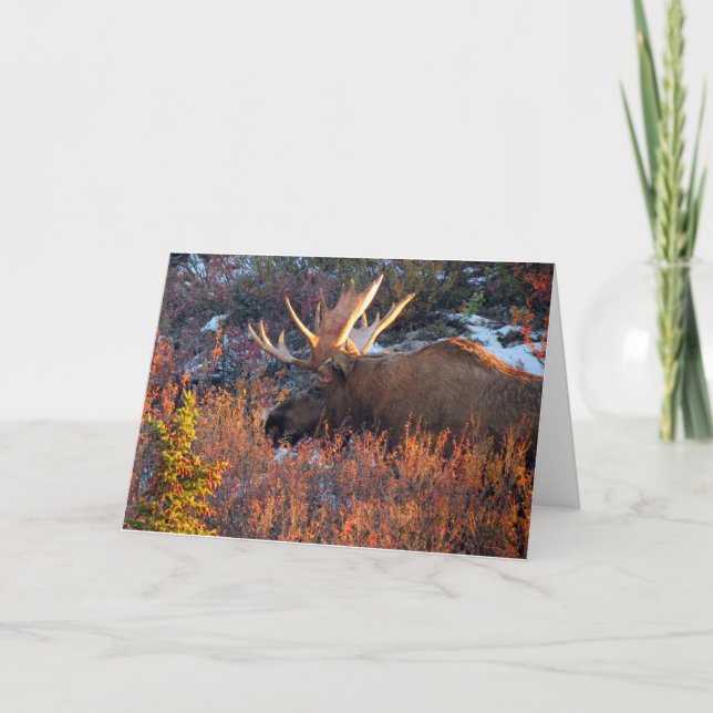 Cartão Moose no Mornin' (Frente)