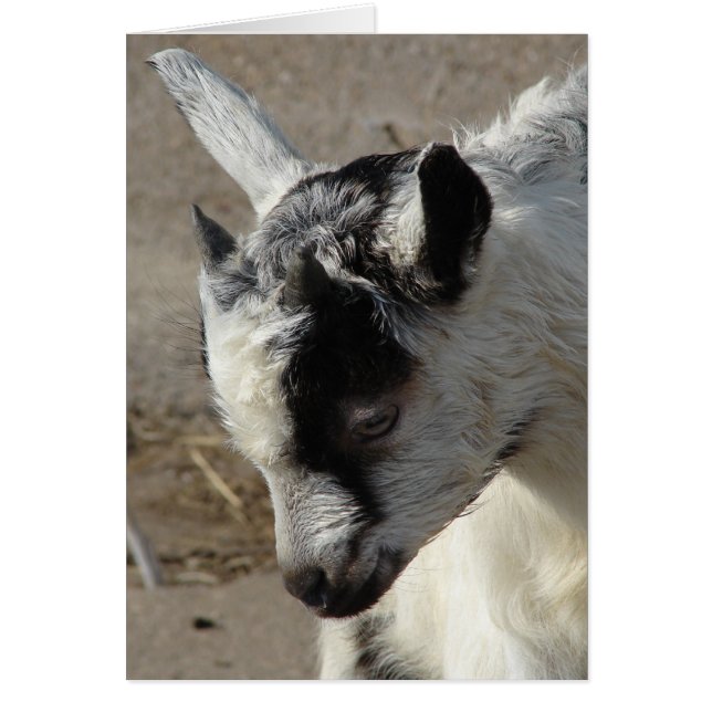 Cartão Moose o Goat Kid (Frente)