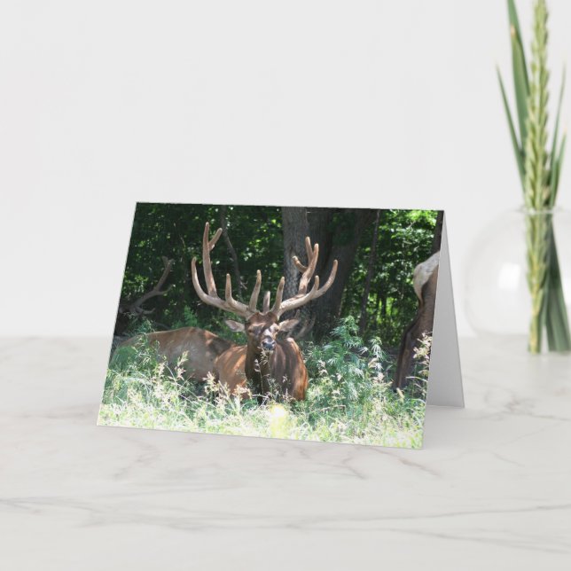 Cartão Moose Photo (Frente)
