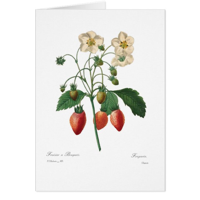 Cartão Morango (Frente)