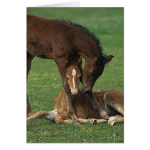 Cartão Morgan Foals Playing