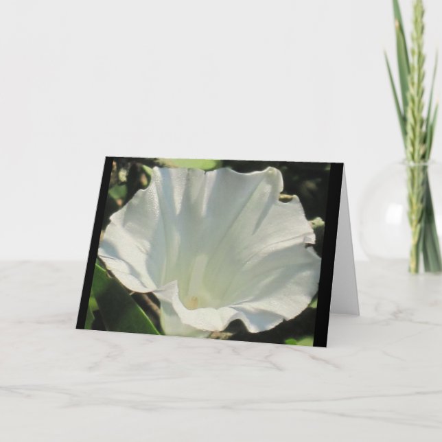 Cartão Morning Glory Note Card (Frente)
