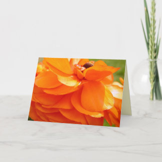 Cartão Morning sunlight