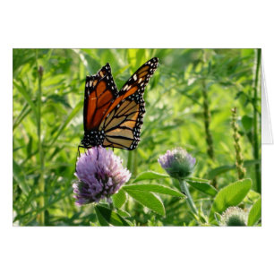 Cartão Mosca com uma asa quebrada, borboleta de Monach