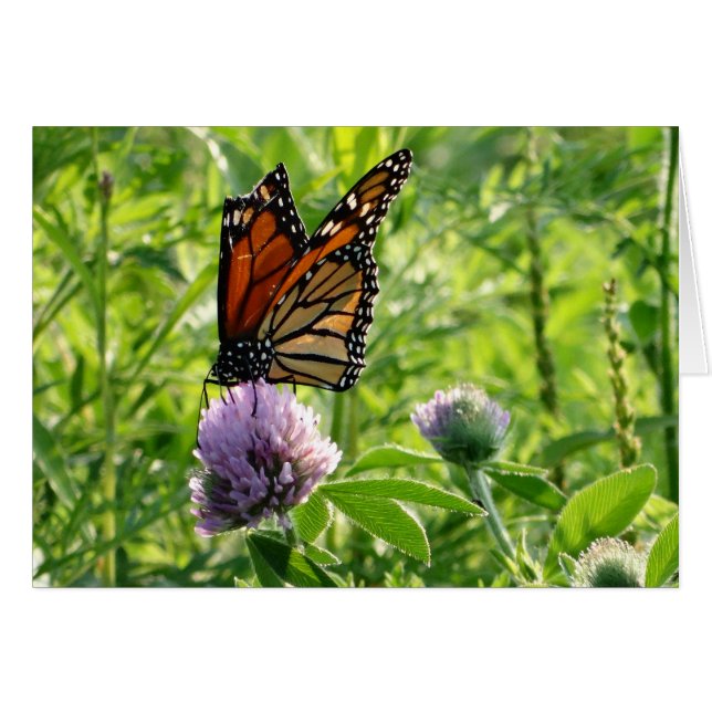 Cartão Mosca com uma asa quebrada, borboleta de Monach (Frente horizontal)