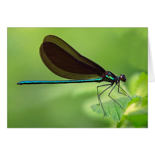 Cartão Mosca do Damsel