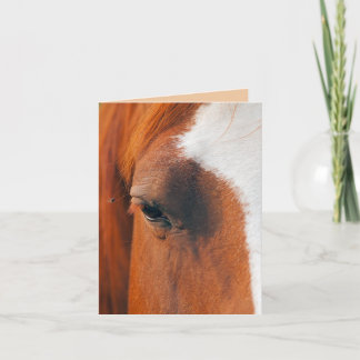Cartão Mosca No Olho De Um Cavalo (Humor)