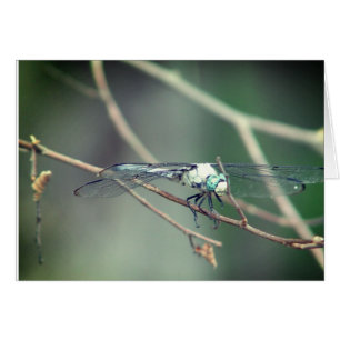 Cartão Mosca piloto do dragão do helicóptero