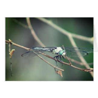 Cartão Mosca piloto do dragão do helicóptero