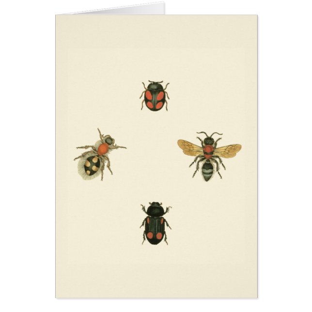 Cartão Moscas e besouros pelo Vision Studio (Frente)