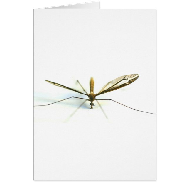 Cartão mosquito (Frente)