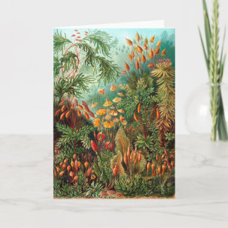 Cartão Moss (Muscinae) by Haeckel