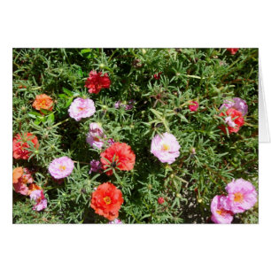 Cartão Moss Rosa