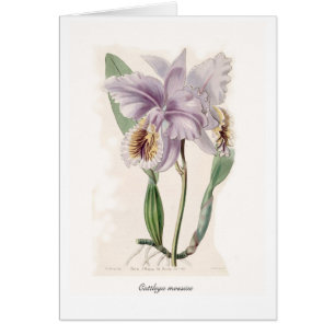 Cartão Mossiae de Cattleya