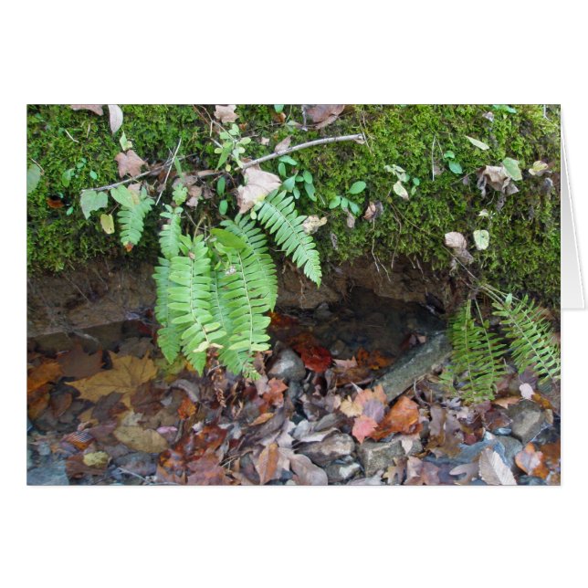 Cartão Mossy Creek Bank (Frente Horizontal)