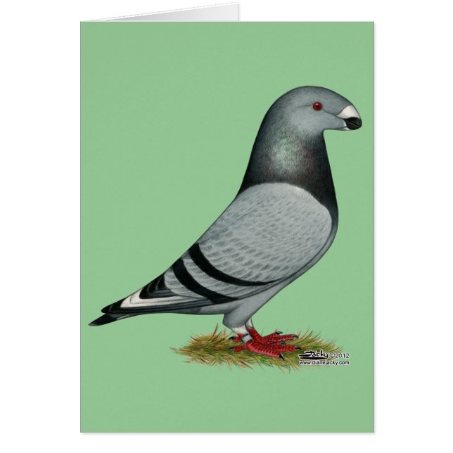 Cartão Mostrar erro de racer (Frente)