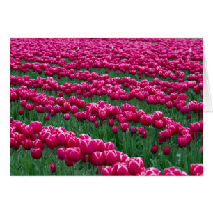Cartão Mostrar jardim de tulipas bulbíferas de floração p